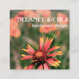 Rosa Daisy Photo Landscaper Garden Wildblomma Fyrkantigt Visitkort
