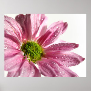 Rosa daisy poster