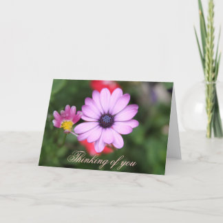 Rosa daisy-typblomma kort