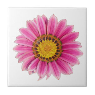 Rosa Daisy Vit bakgrund Kakelplatta