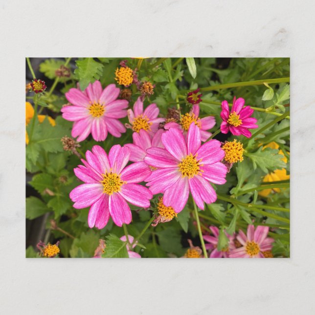 Rosa daisy vycard ©️ Diane Heller, 2023 Vykort (Framsida)