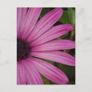 Rosa Daisy vykort