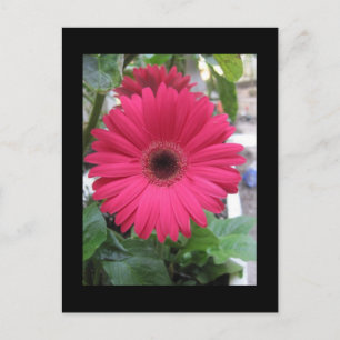 Rosa Daisy Vykort