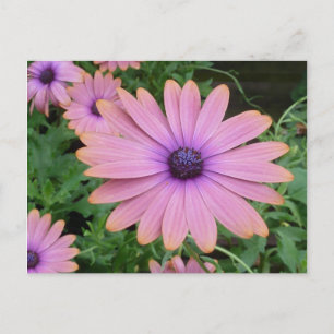 Rosa Daisy Vykort