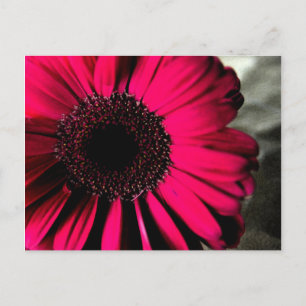Rosa Daisy vykort