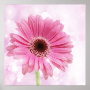 Rosa daisykanfas poster