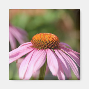 Rosa daisymagnet magnet