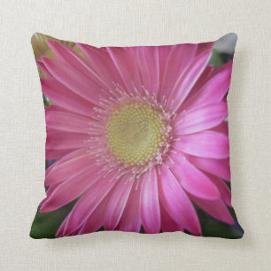 Rosa daisyPrincess Kudde