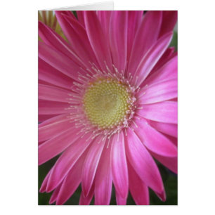 Rosa daisyPrincess OBS Kort