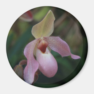 Rosa dam häftklammermatareOrchid Magnet