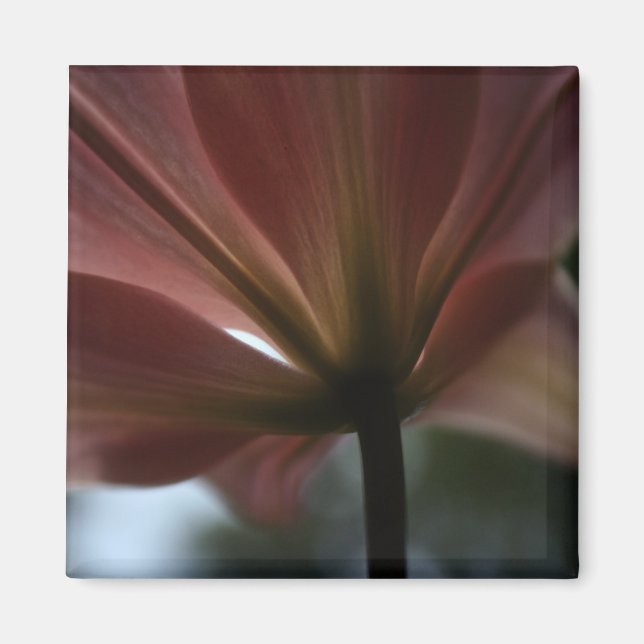 Rosa Dam Magnet (Framsidan)