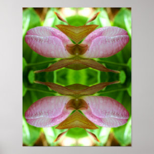 Rosa Dam Slipper Orchid Flower Close Abstrakt Poster