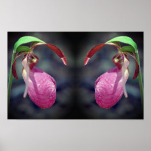 Rosa Dam Slipper Orchid Flower Spegel Abstrakt Poster