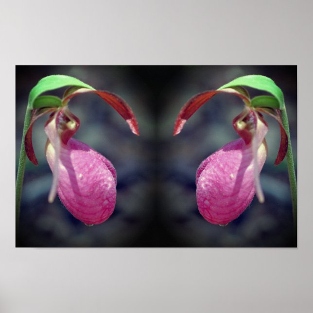 Rosa Dam Slipper Orchid Flower Spegel Abstrakt Poster (Framsidan)