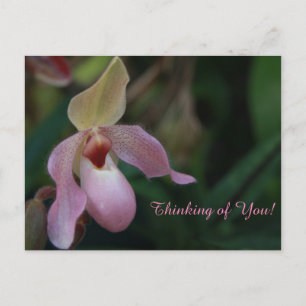 Rosa Dam Slipper Orchid Flower Vykort