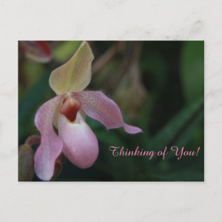 Rosa Dam Slipper Orchid Flower Vykort