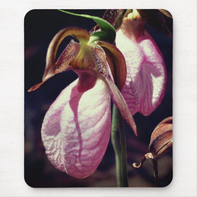 Rosa Dam Slipper Orchid Flowers Musmatta (Framsidan)