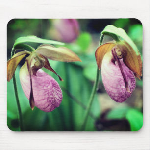 Rosa Dam Slipper Orchid Flowers Musmatta