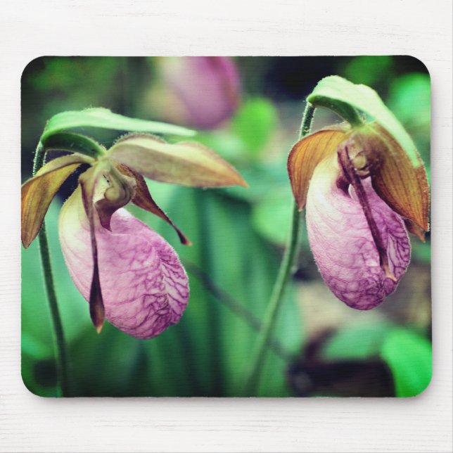 Rosa Dam Slipper Orchid Flowers Musmatta (Framsidan)