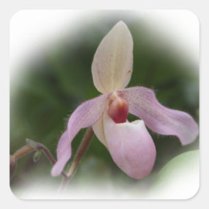 Rosa Dam Slipper Orchid Fyrkantigt Klistermärke