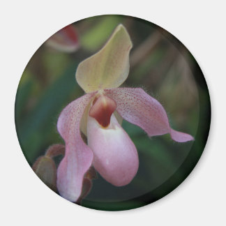 Rosa Dam Slipper Orchid Magnet