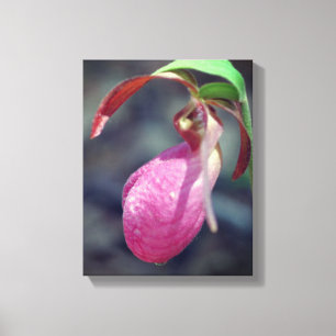 Rosa Dam Slipper Orchid RainDrop Canvastryck