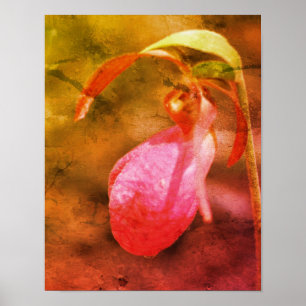 Rosa Dam Slipper Orchid RainDrop Distress Art Poster