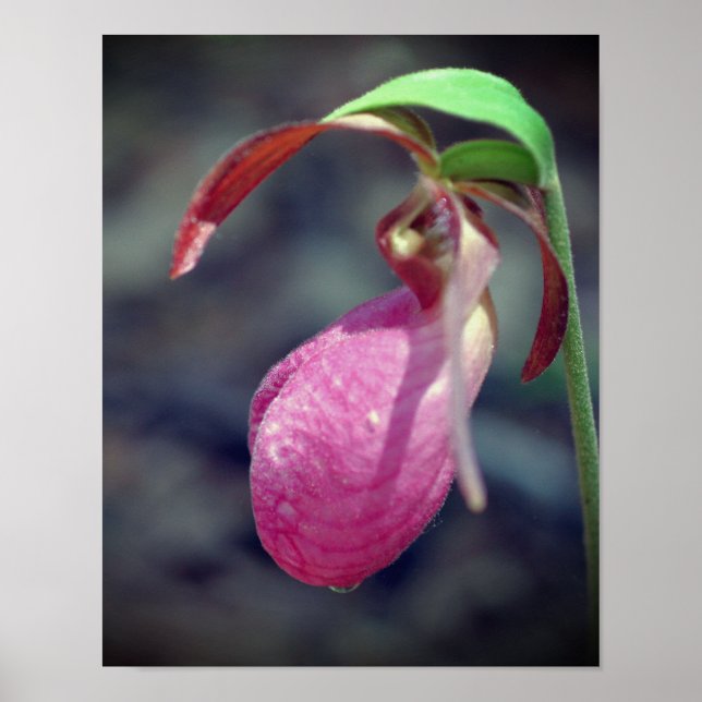 Rosa Dam Slipper Orchid RainDrop Poster (Framsidan)