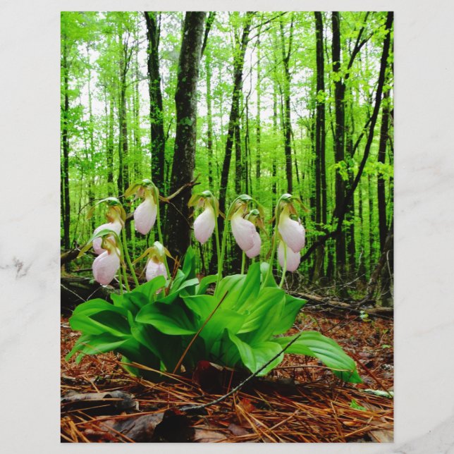 Rosa Dam Slipper vild Orchid (Framsida)