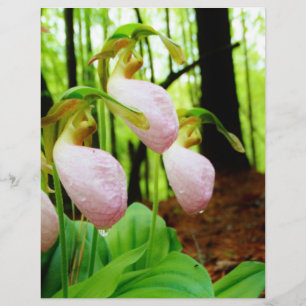 Rosa Dam Slipper vild Orchid