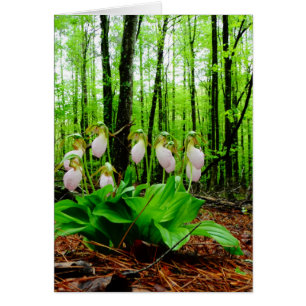 Rosa Dam Slipper vild Orchid Hälsningskort