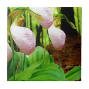 Rosa Dam Slipper vild Orchid Kakelplatta