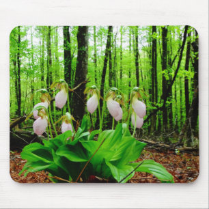 Rosa Dam Slipper vild Orchid Musmatta