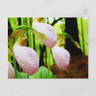 Rosa Dam Slipper vild Orchid Vykort