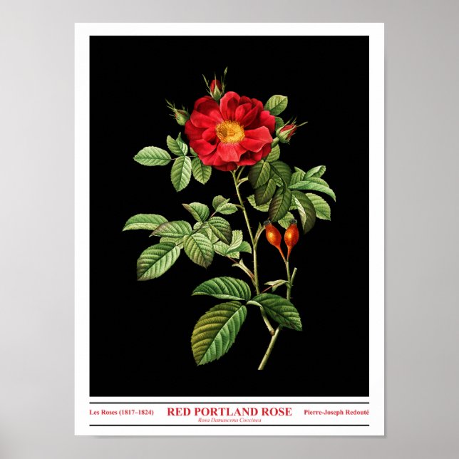Rosa Damascena Coccinea Black Poster (Framsidan)