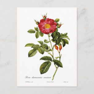 Rosa damascena coccinea vykort