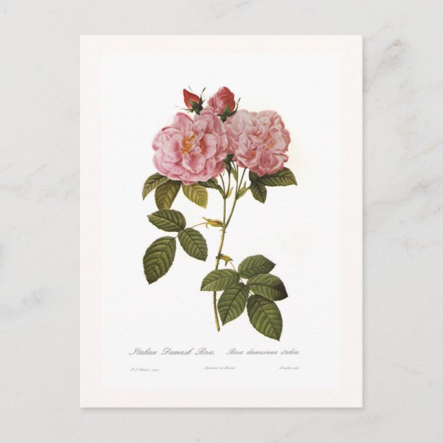 Rosa damascena italica vykort (Framsida)