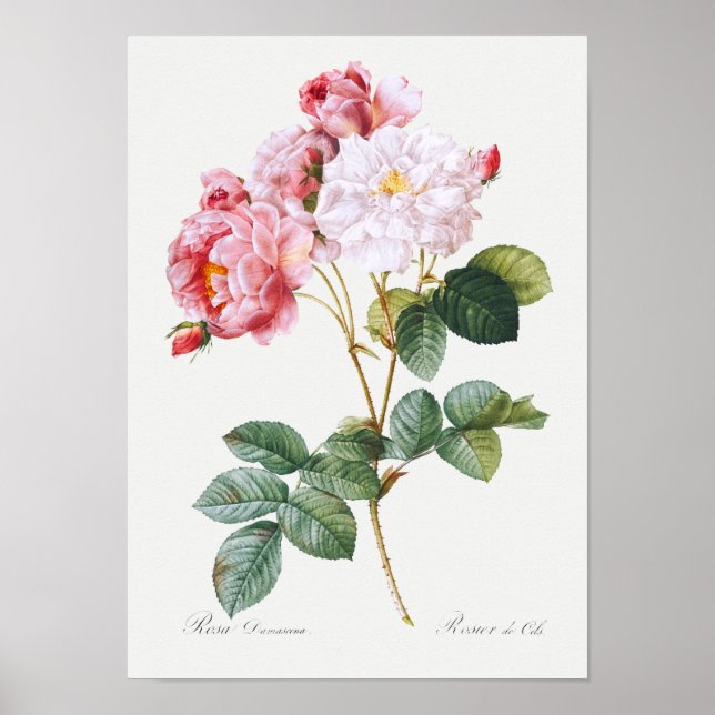 Rosa Damascena Poster (Framsidan)