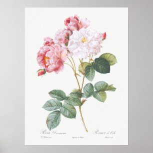 Rosa Damascena Ro av Pierre-Joseph Redoute Poster
