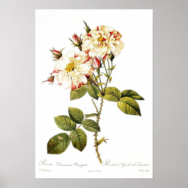 Rosa damascena variegata poster (Framsidan)