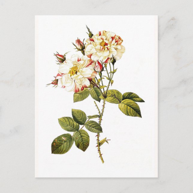 Rosa damascena variegata vykort (Framsida)