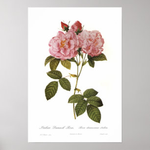 Rosa damascenaitalica poster