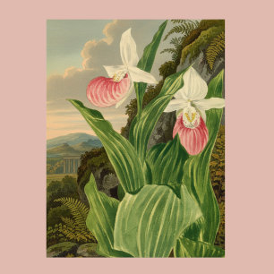 Rosa Damensko Slipper Antik Blommig Orkidé Botanis Poster