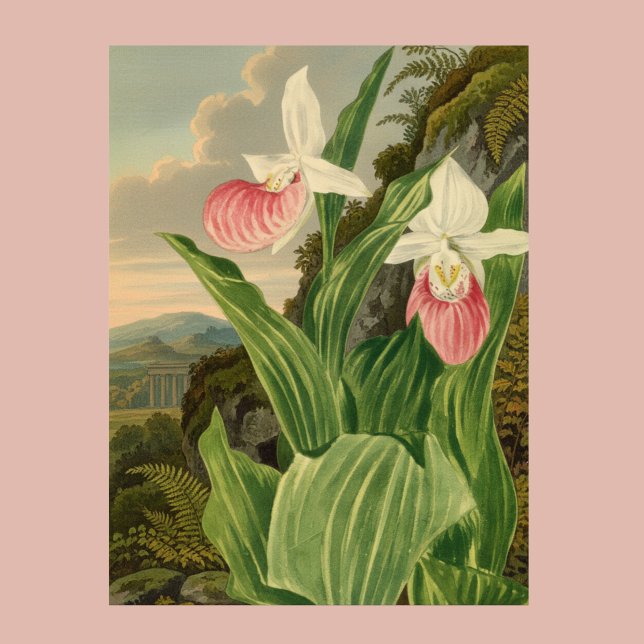Rosa Damensko Slipper Antik Blommig Orkidé Botanis Poster (Skapare uppladdad)