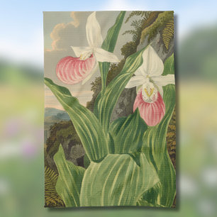 Rosa damenskon Växtbotanisk Orchidé Kökshandduk