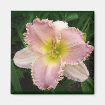 Rosa Day Lily Det är har tänder 2 x 2 magnet
