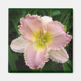 Rosa Day Lily Det är har tänder 2 x 2 magnet