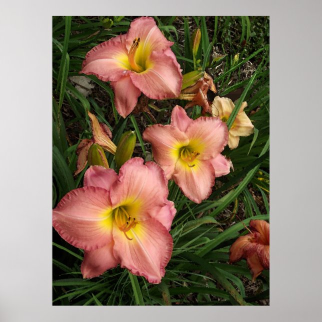 Rosa Daylilies Poster (Framsidan)