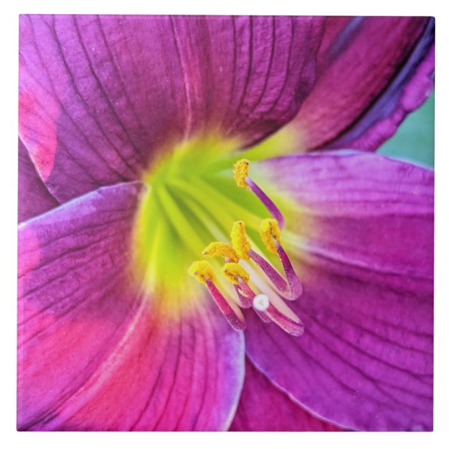 Rosa Daylily Bloom Blommigt Kakelplatta (Framsidan)
