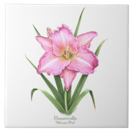 Rosa Daylily Botanical Art Stil Kakelplatta